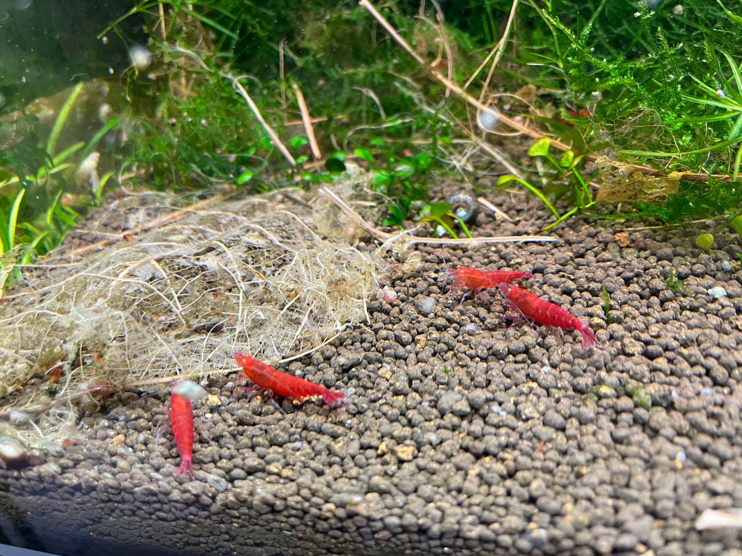 Caridina Red Devil OE Gruppe im bepflanzten Becken – deutsche Nachzucht von Garnelen-Pott.de Essen