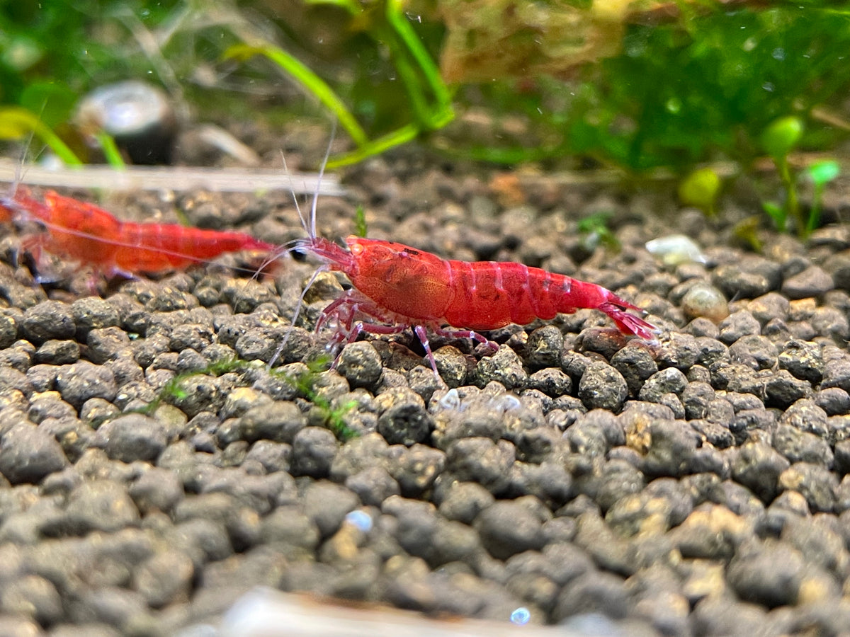 Caridina Red Devil OE Einzeltier auf Kies – deutsche Nachzucht von Garnelen-Pott.de Essen