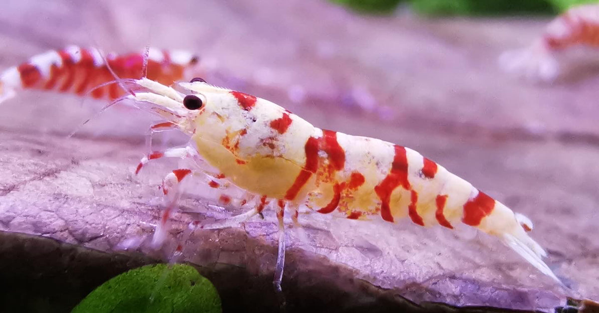 Caridina Red Fancy Tiger aus deutscher Nachzucht – Garnelen-Pott.de Essen