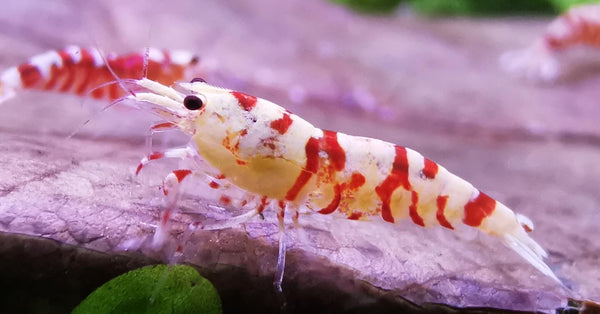 Caridina Red Fancy Tiger aus deutscher Nachzucht – Garnelen-Pott.de Essen