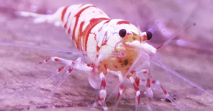 Caridina Red Fancy Tiger Nahaufnahme im Aquarium – deutsche Nachzucht von Garnelen-Pott.de Essen