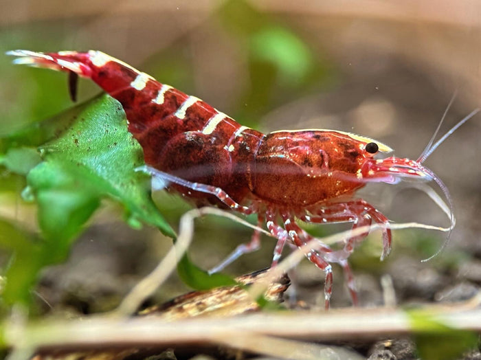 Caridina Red Galaxy Pinto aus deutscher Nachzucht – Garnelen-Pott.de Essen