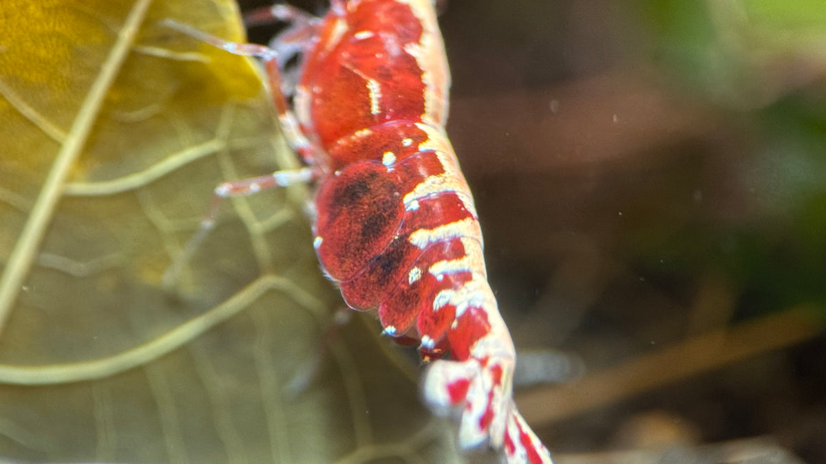 Caridina Red Galaxy Pinto Nahaufnahme von oben – deutsche Nachzucht von Garnelen-Pott.de Essen