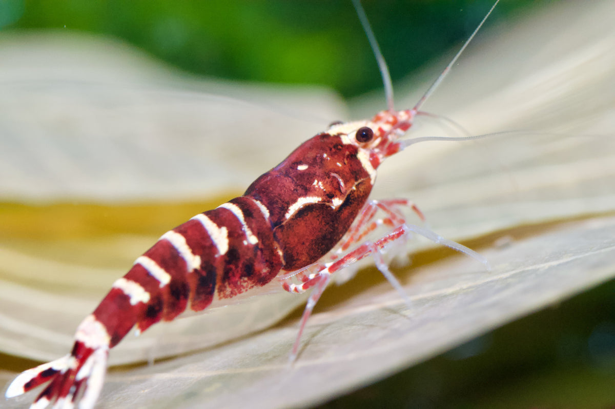 Caridina Red Galaxy Pinto auf einem Laubblatt – deutsche Nachzucht von Garnelen-Pott.de Essen