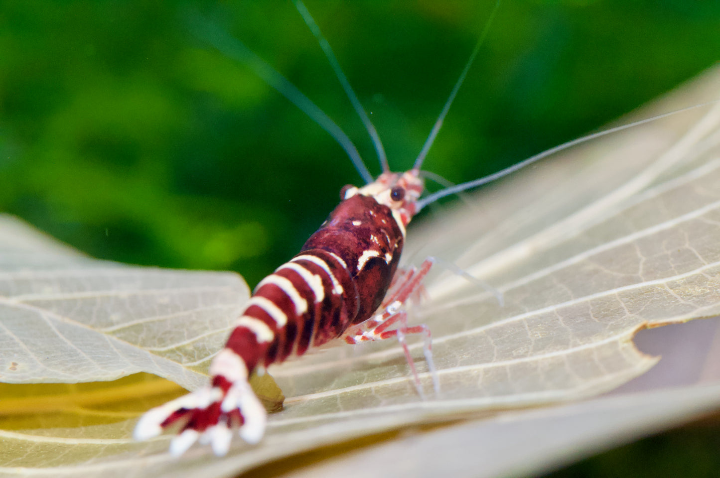 Caridina Red Galaxy Pinto Seitenansicht mit Rückenstrich – deutsche Nachzucht von Garnelen-Pott.de Essen