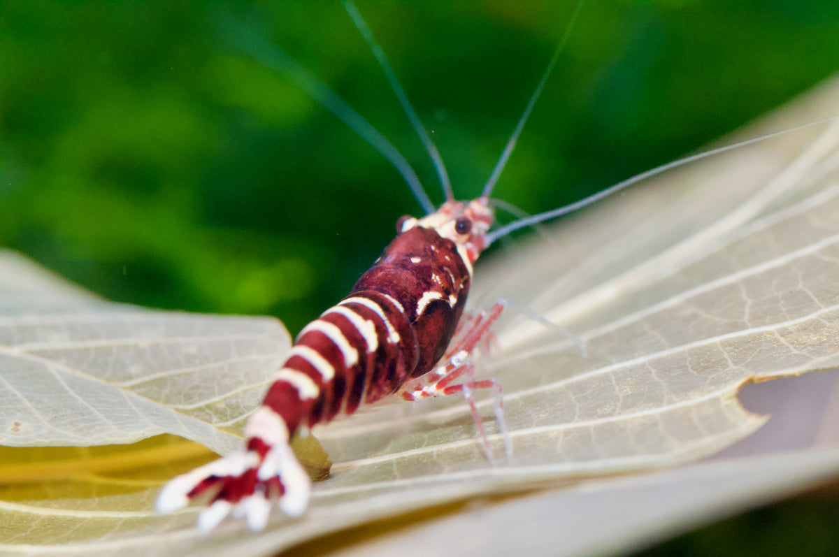 Caridina Red Galaxy Pinto Seitenansicht mit Rückenstrich – deutsche Nachzucht von Garnelen-Pott.de Essen