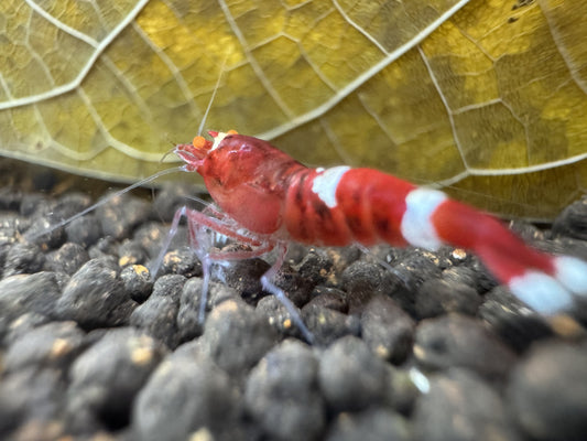 Caridina Red Ruby OE aus deutscher Nachzucht – Garnelen-Pott.de Essen“
