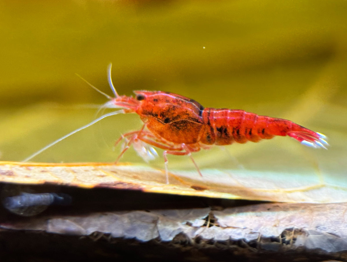 Caridina Red Ruby Taiwan Bee aus deutscher Nachzucht – Garnelen-Pott.de Essen