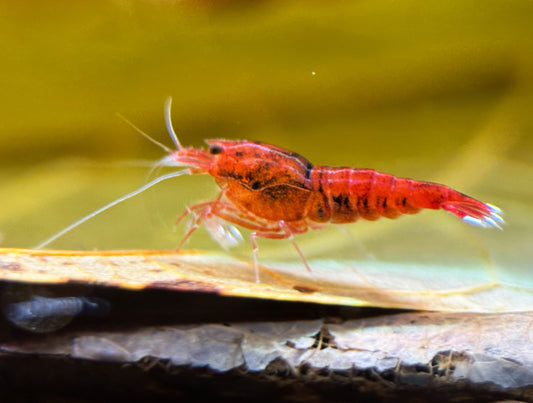 Caridina Red Ruby Taiwan Bee aus deutscher Nachzucht – Garnelen-Pott.de Essen