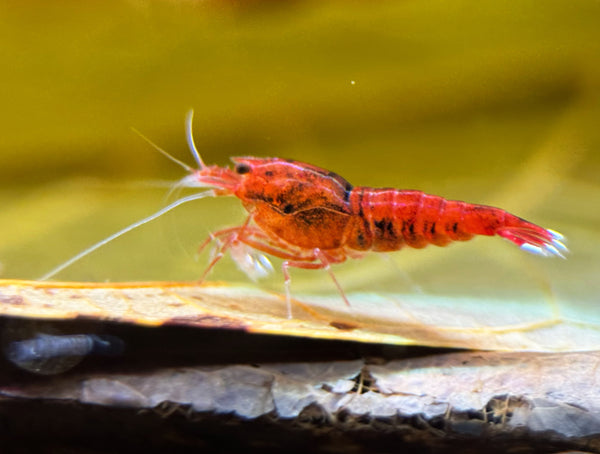 Caridina Red Ruby Taiwan Bee aus deutscher Nachzucht – Garnelen-Pott.de Essen
