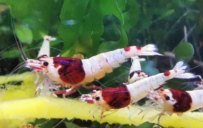 Caridina Red Shadow Mosura aus deutscher Nachzucht – Garnelen-Pott.de Essen