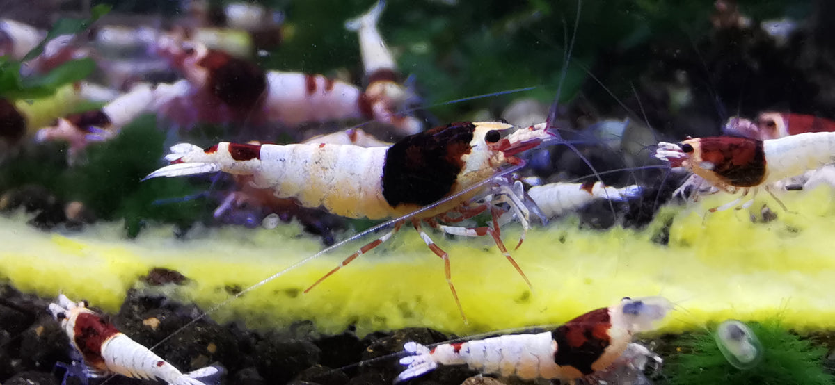 Caridina Red Shadow Mosura Gruppe beim Fressen – deutsche Nachzucht von Garnelen-Pott.de Essen