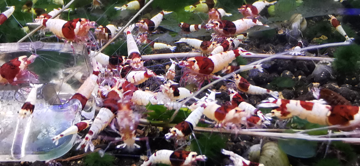 Caridina Red Shadow Mosura große Gruppe an der Futterschale – deutsche Nachzucht von Garnelen-Pott.de Essen