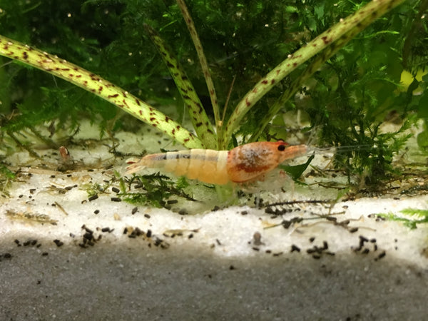 Caridina Red Steel aus deutscher Nachzucht – Garnelen-Pott.de Essen