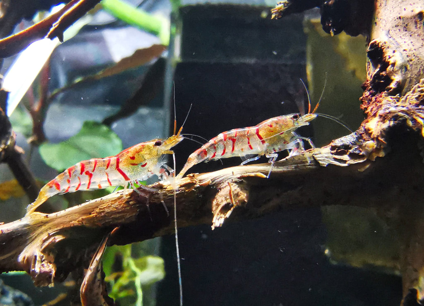 Caridina Red Tiger aus deutscher Nachzucht – Garnelen-Pott.de Essen