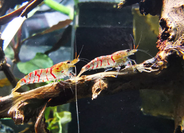 Caridina Red Tiger aus deutscher Nachzucht – Garnelen-Pott.de Essen