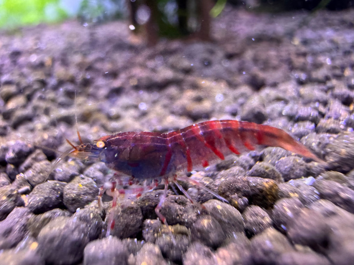 Caridina Red Tiger OE Garnele High Grade aus deutscher Nachzucht – Garnelen-Pott.de Essen