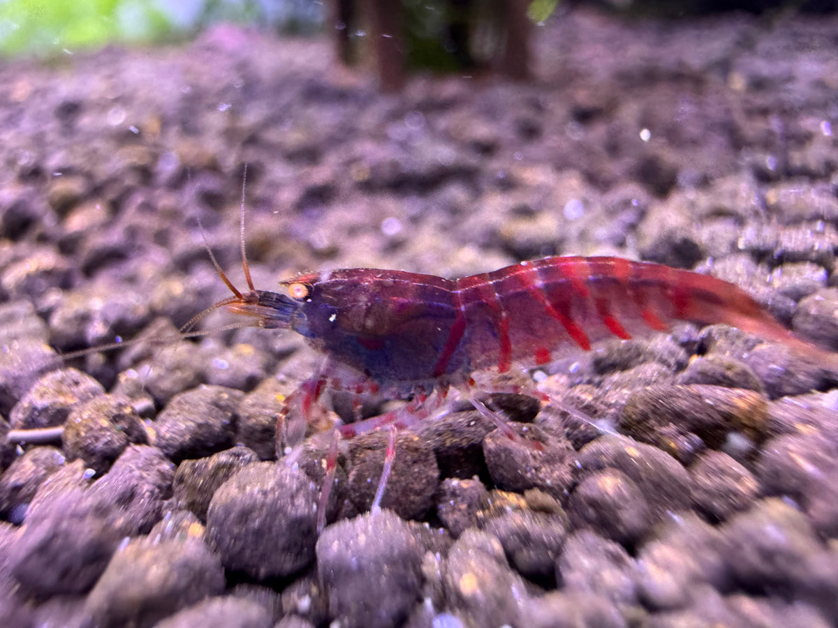 Caridina Red Tiger OE Garnele High Grade aus deutscher Nachzucht – Garnelen-Pott.de Essen