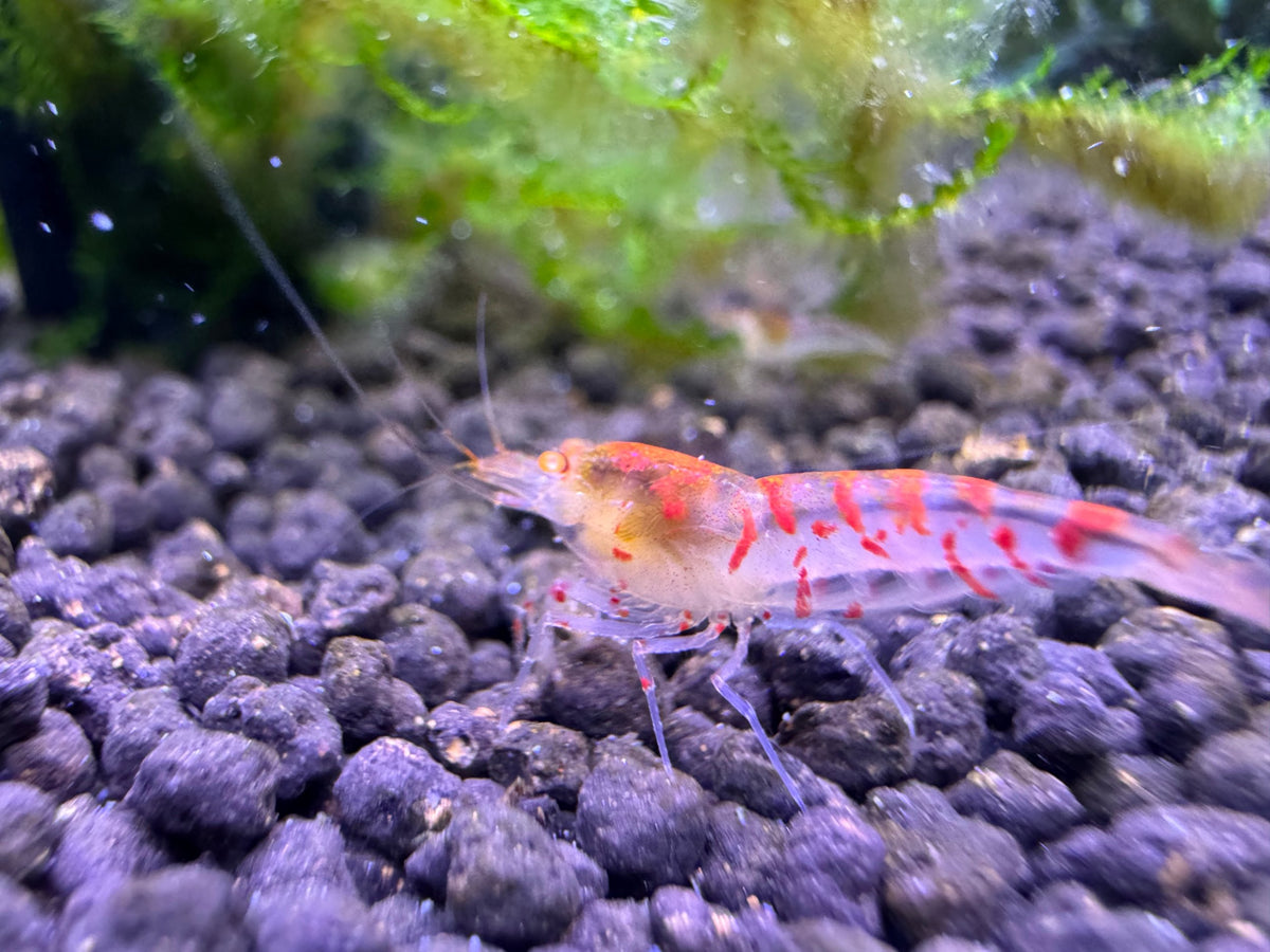 Caridina Red Tiger OE Garnele Mid Grade aus deutscher Nachzucht – Garnelen-Pott.de Essen