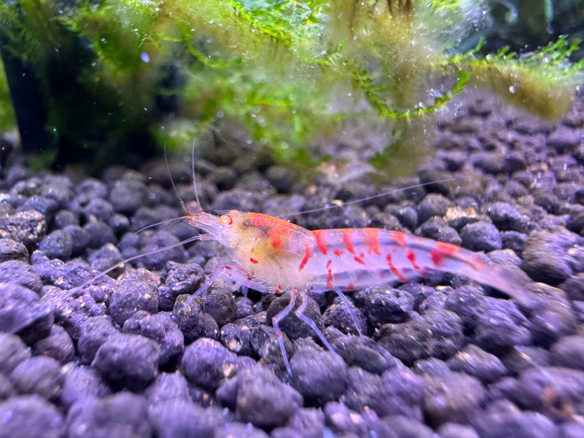 Caridina Red Tiger OE Garnele Mid Grade aus deutscher Nachzucht – Garnelen-Pott.de Essen
