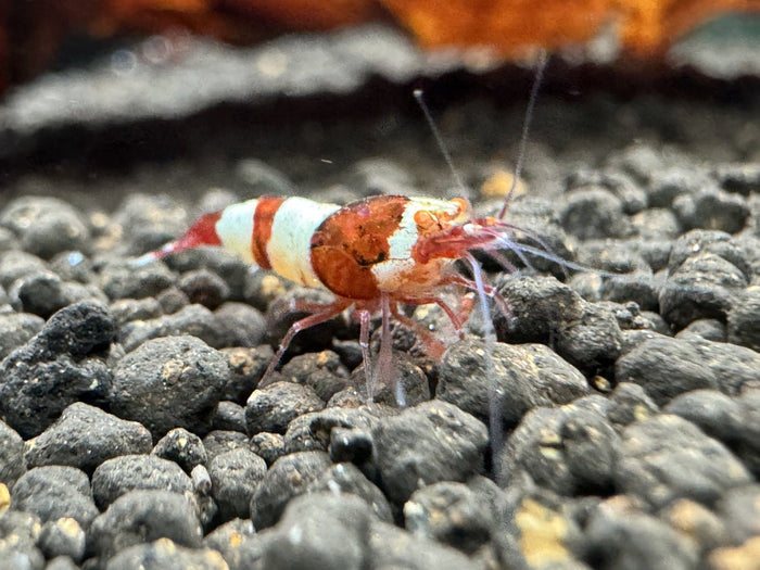 Caridina Red Wine OE Garnele aus deutscher Nachzucht – Garnelen-Pott.de Essen