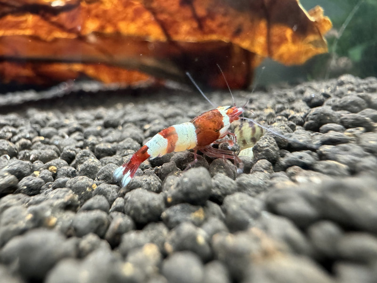 Caridina Red Wine OE Garnele mit orangefarbenen Augen, Seitenansicht – Garnelen-Pott.de Essen