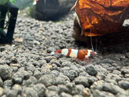 Caridina Red Wine OE Garnele auf Soil vor Laub – Garnelen-Pott.de Essen