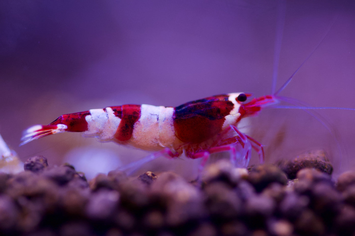 Caridina Red Wine Taiwan Bee aus deutscher Nachzucht – Garnelen-Pott.de Essen