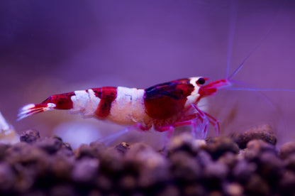 Caridina Red Wine Taiwan Bee aus deutscher Nachzucht – Garnelen-Pott.de Essen