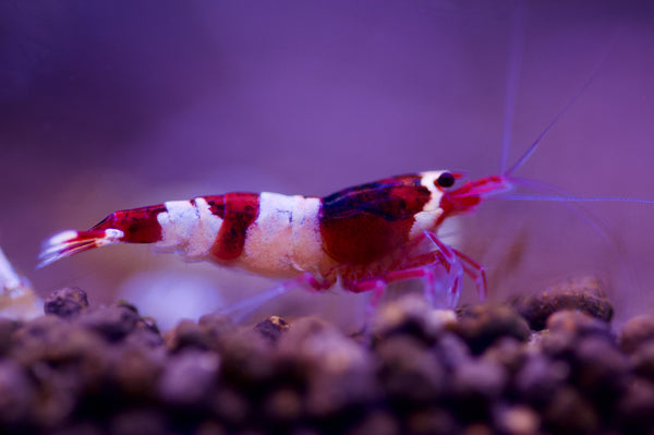 Caridina Red Wine Taiwan Bee aus deutscher Nachzucht – Garnelen-Pott.de Essen