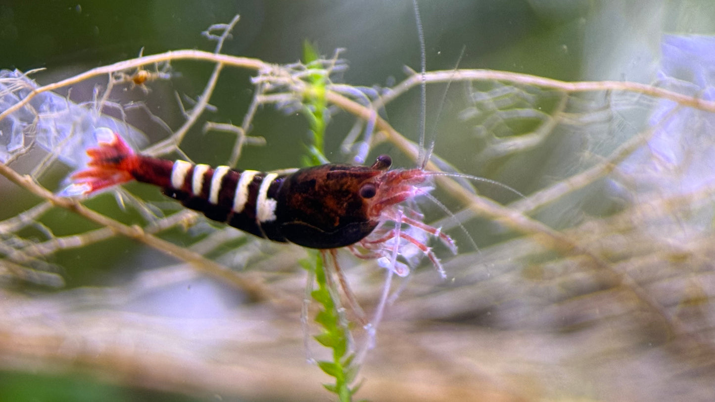 Caridina Rote Pinto aus deutscher Nachzucht – Garnelen-Pott.de Essen