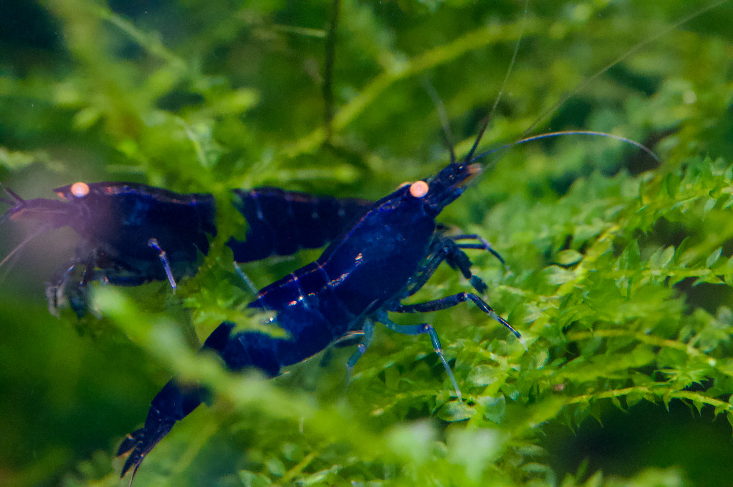 Caridina Royal Blue Tiger OE aus deutscher Nachzucht – Garnelen-Pott.de Essen