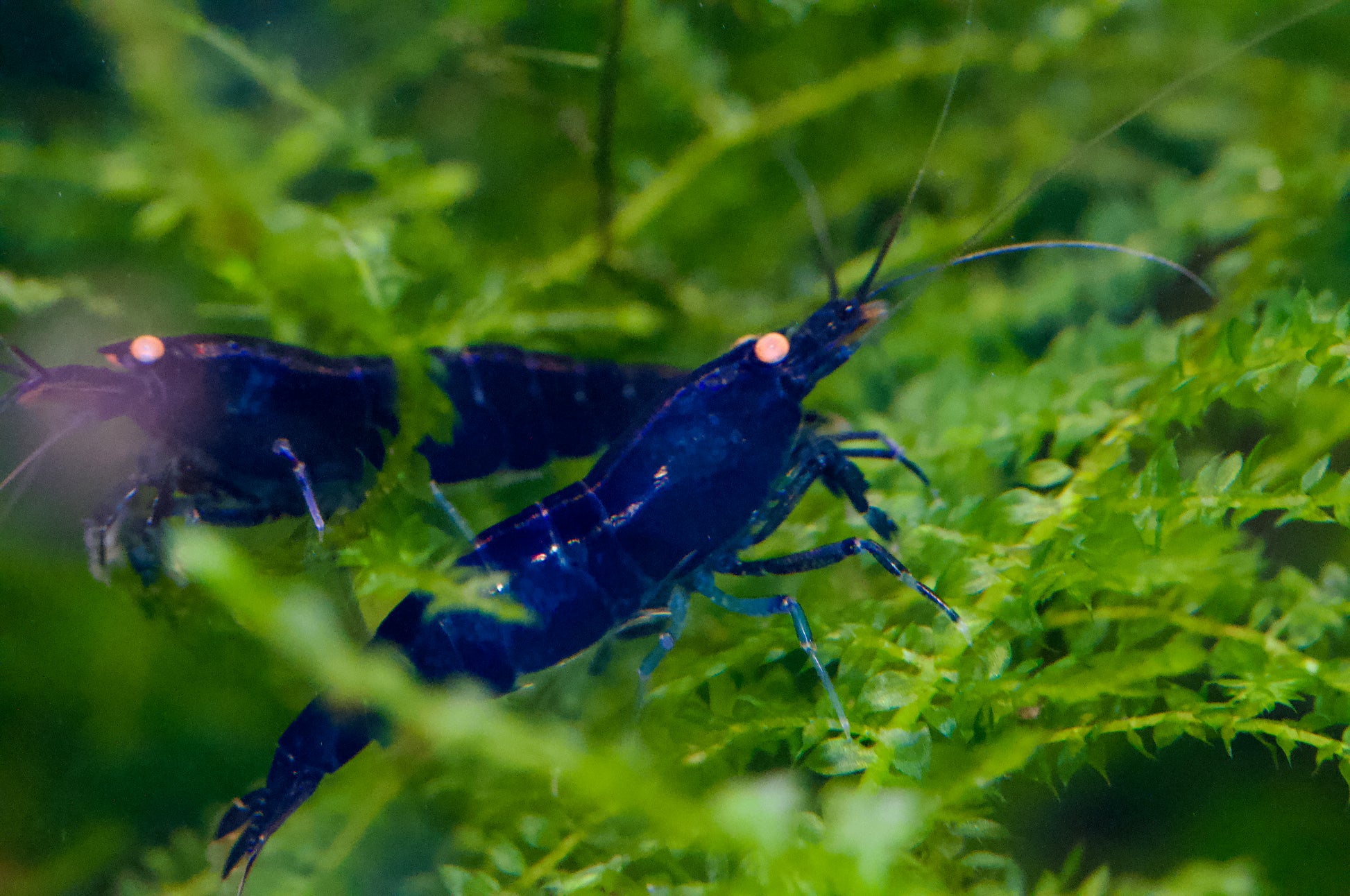 Caridina Royal Blue Tiger OE aus deutscher Nachzucht – Garnelen-Pott.de Essen