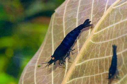Caridina Royal Blue Tiger OE auf einem Blatt – deutsche Nachzucht von Garnelen-Pott.de Essen