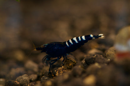 Caridina Schwarze Pinto Einzeltier auf dunklem Kies – deutsche Nachzucht von Garnelen-Pott.de Essen