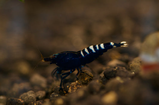 Caridina Schwarze Pinto Einzeltier auf dunklem Kies – deutsche Nachzucht von Garnelen-Pott.de Essen