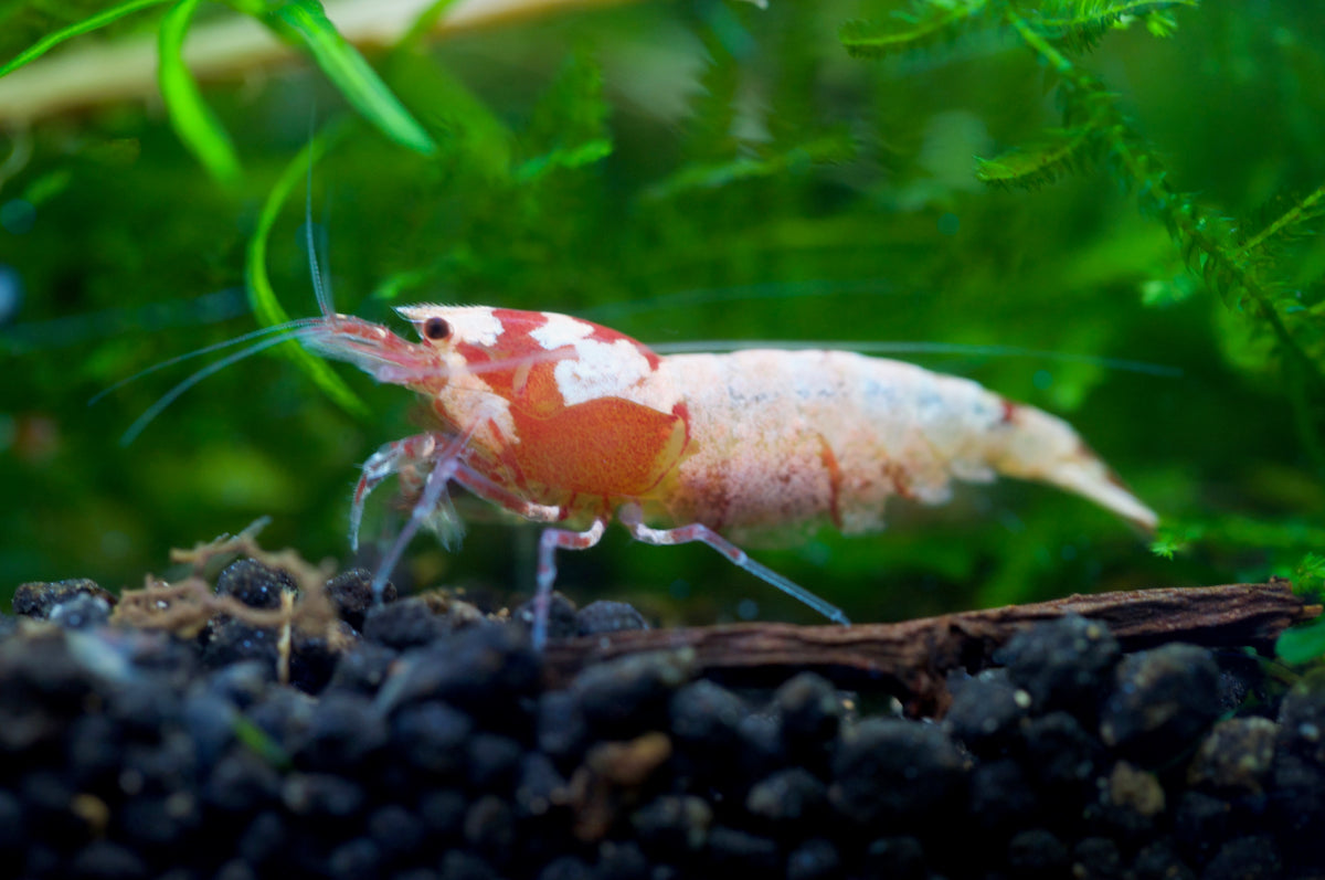 Caridina Spotted Head Pinto aus deutscher Nachzucht – Garnelen-Pott.de Essen