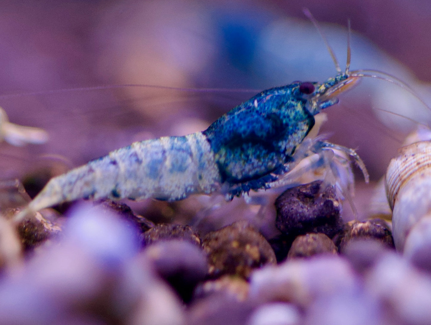 Caridina Steel Blue aus deutscher Nachzucht – Garnelen-Pott.de Essen
