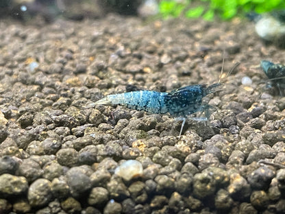Caridina Steel Blue auf hellem Kies – deutsche Nachzucht von Garnelen-Pott.de Essen