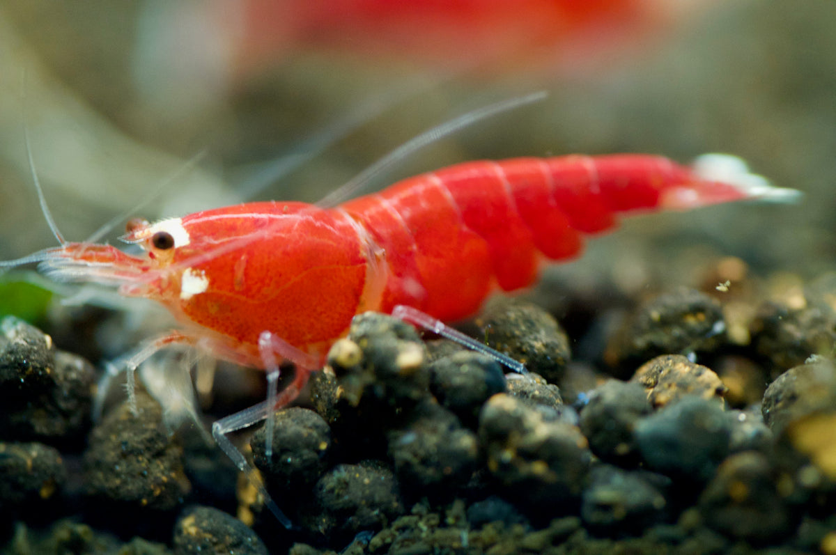 Caridina Super Crystal Red Santa aus deutscher Nachzucht – Garnelen-Pott.de Essen