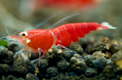 Caridina Super Crystal Red Santa aus deutscher Nachzucht – Garnelen-Pott.de Essen