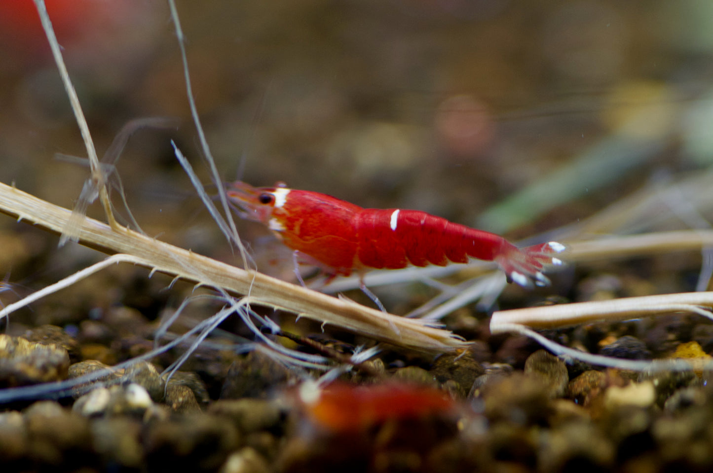 Caridina Super Crystal Red Santa zwischen Pflanzen – deutsche Nachzucht von Garnelen-Pott.de Essen