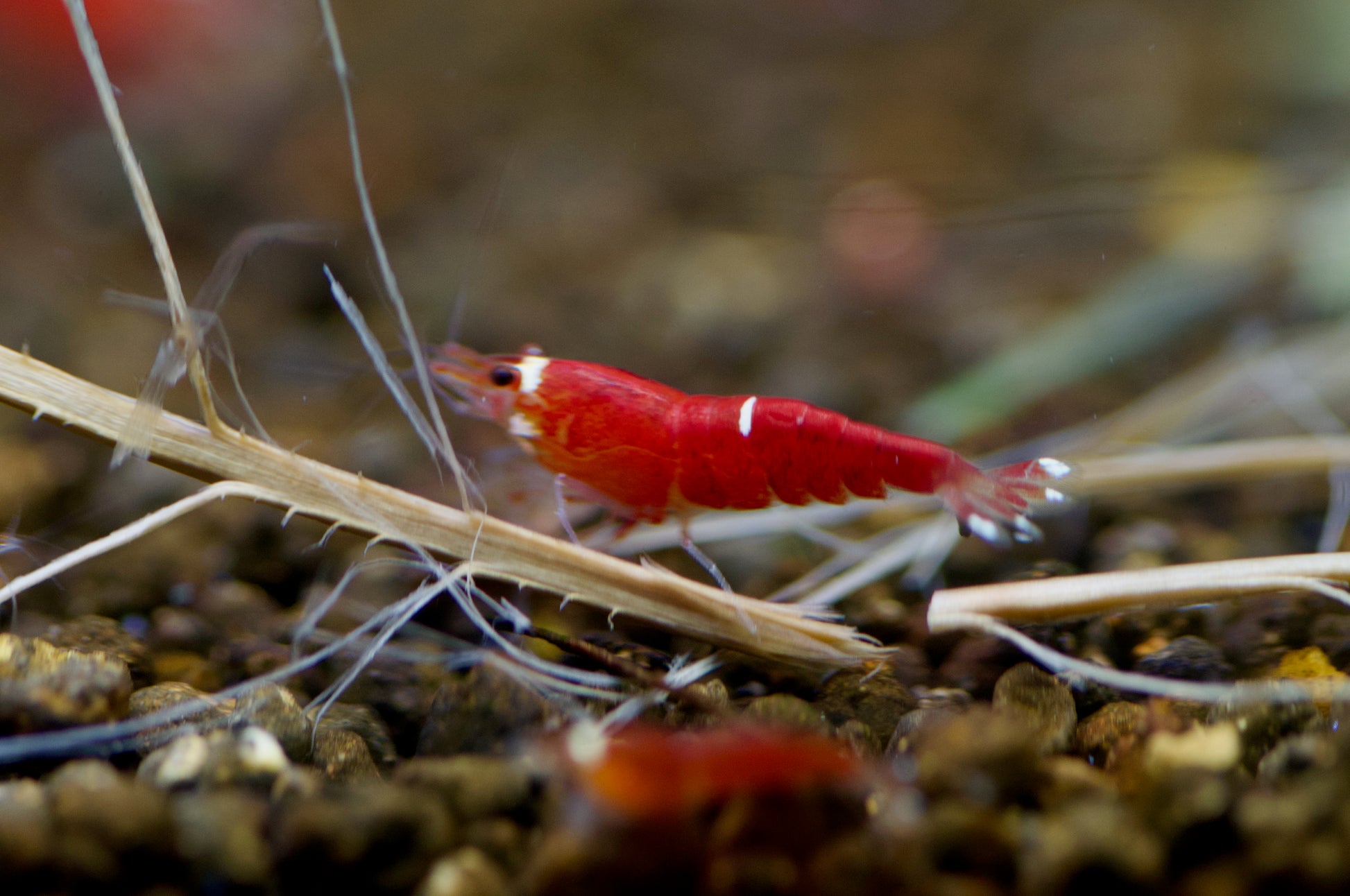Caridina Super Crystal Red Santa zwischen Pflanzen – deutsche Nachzucht von Garnelen-Pott.de Essen