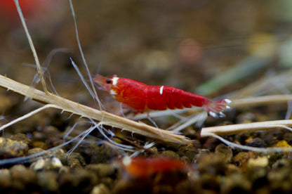 Caridina Super Crystal Red Santa zwischen Pflanzen – deutsche Nachzucht von Garnelen-Pott.de Essen