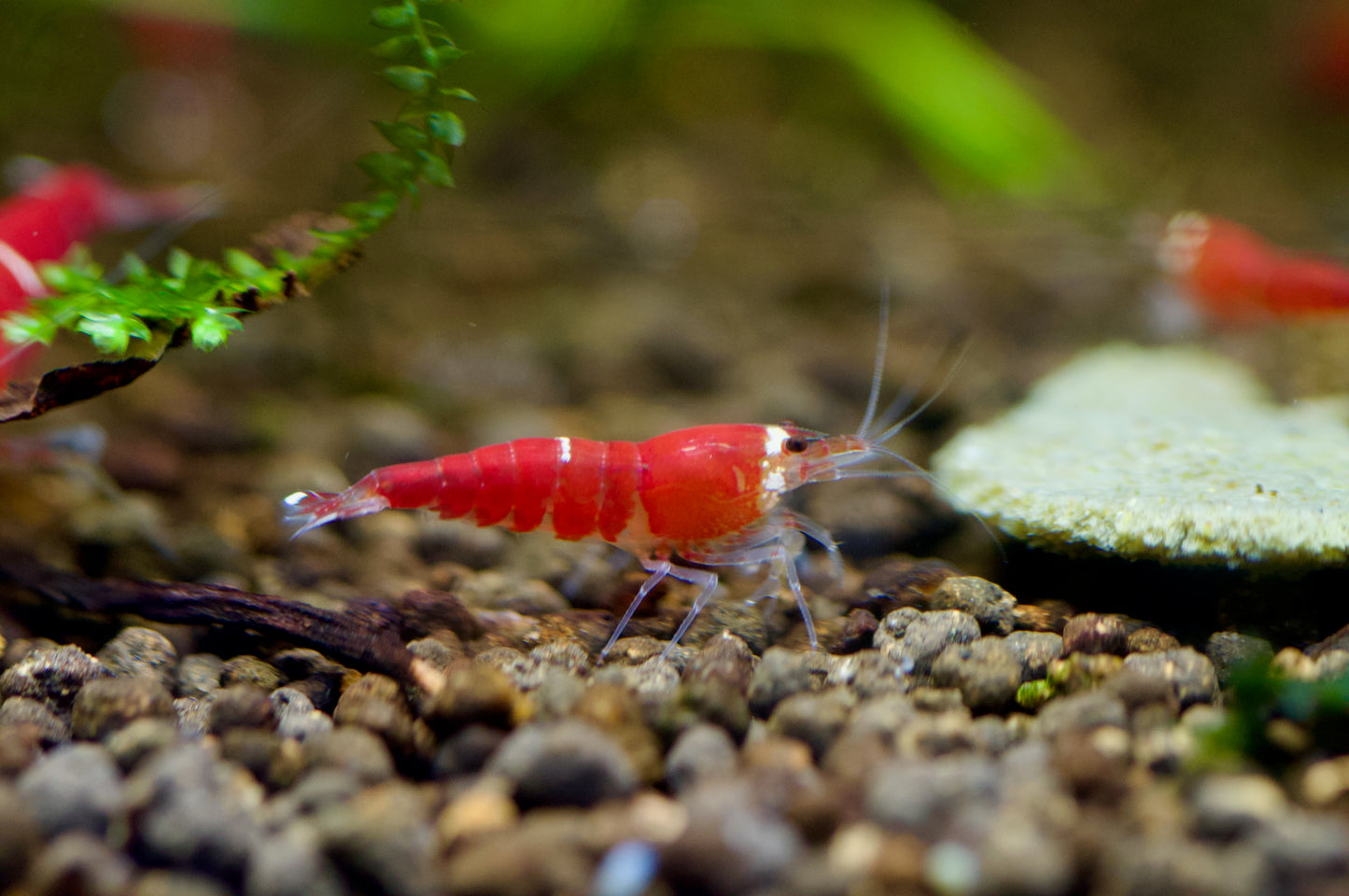 Caridina Super Crystal Red Santa Nahaufnahme im Aquarium – deutsche Nachzucht von Garnelen-Pott.de Essen