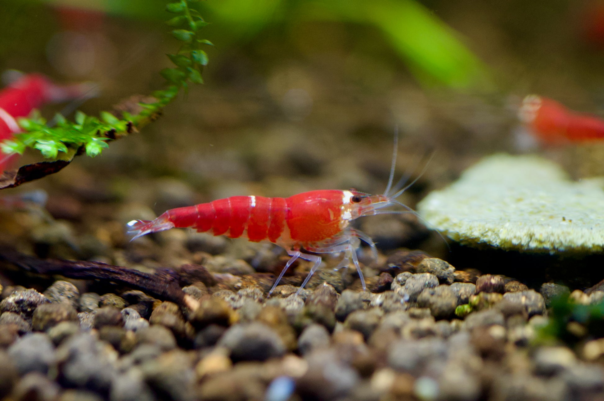 Caridina Super Crystal Red Santa Nahaufnahme im Aquarium – deutsche Nachzucht von Garnelen-Pott.de Essen
