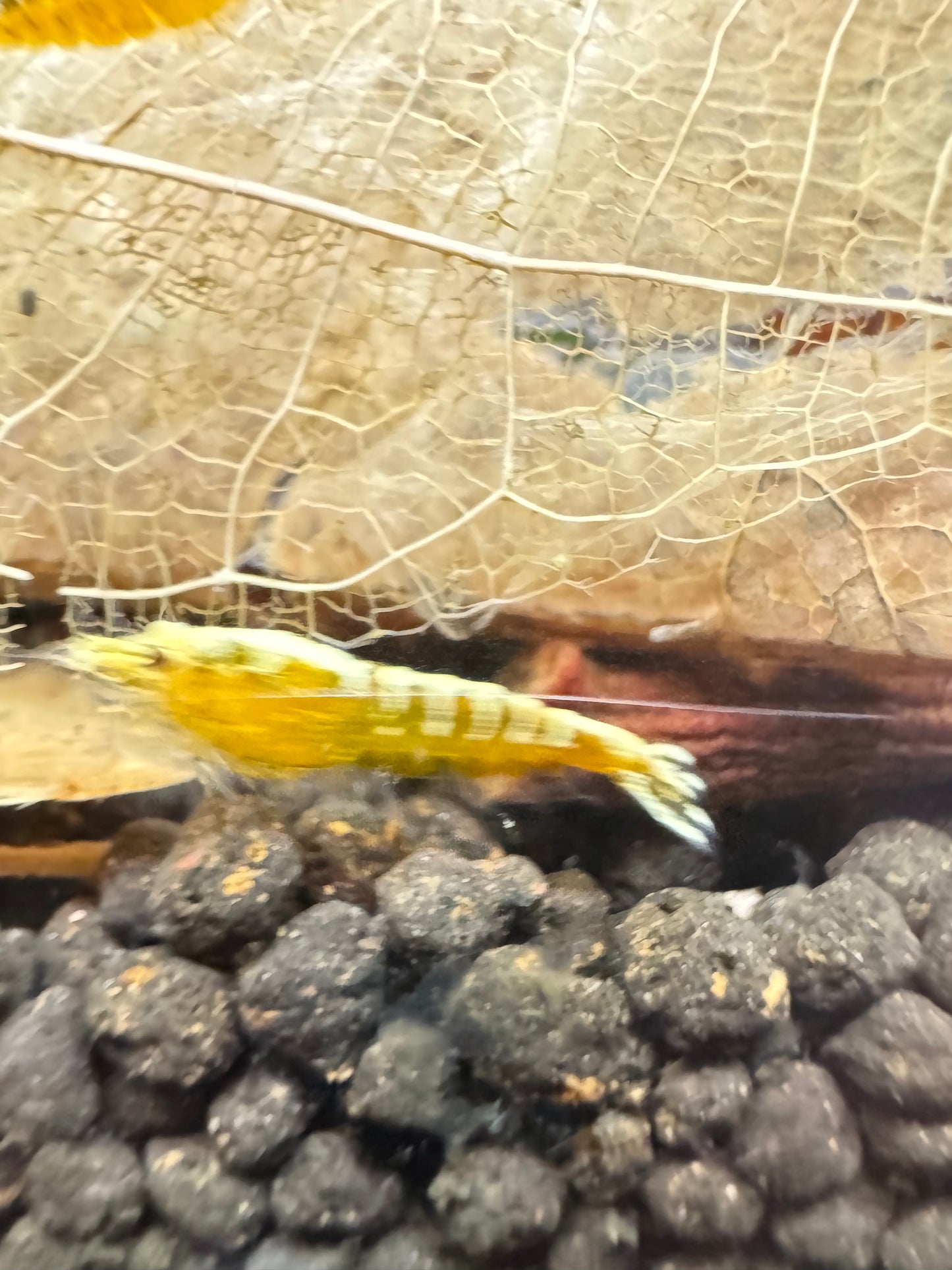 Caridina Yellow Galaxy Pinto auf Kies – deutsche Nachzucht von Garnelen-Pott.de Essen