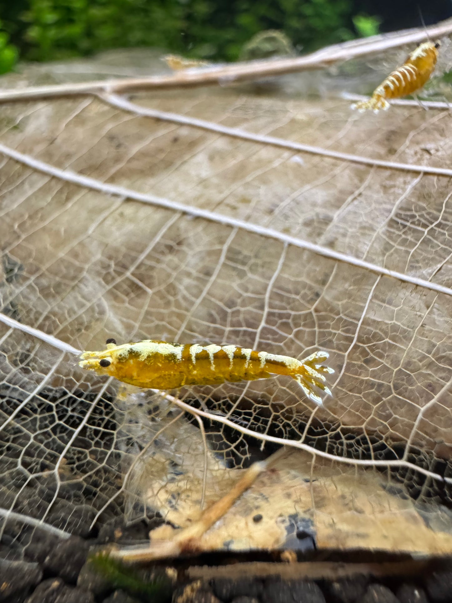 Caridina Yellow Galaxy Pinto auf einem Laubblatt – deutsche Nachzucht von Garnelen-Pott.de Essen