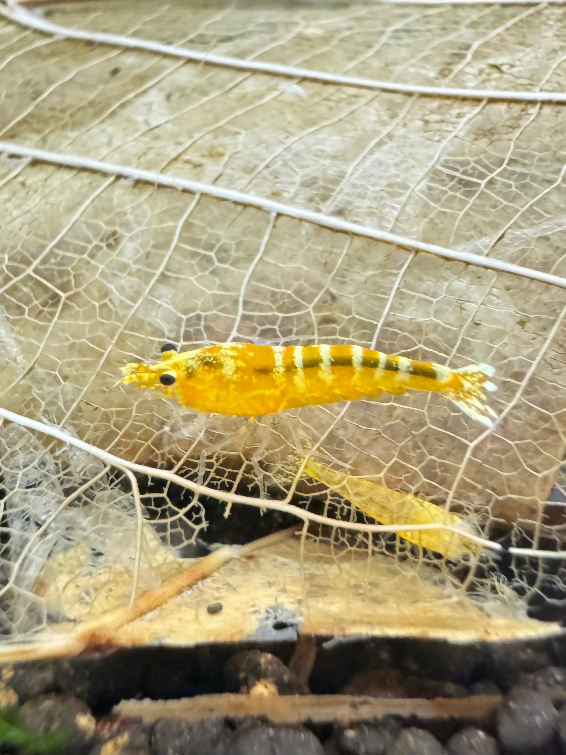 Caridina Yellow Galaxy Pinto Nahaufnahme im Aquarium – deutsche Nachzucht von Garnelen-Pott.de Essen