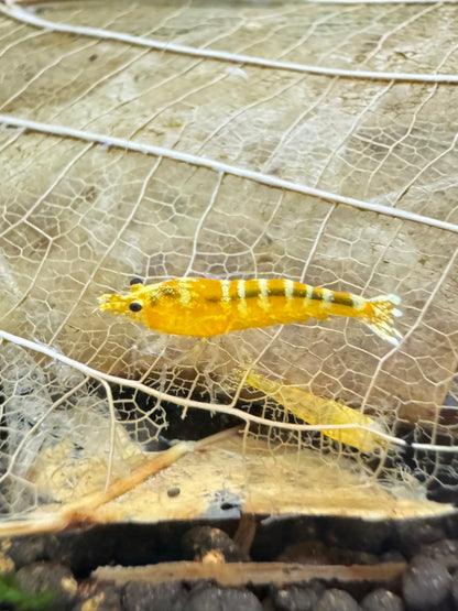 Caridina Yellow Galaxy Pinto Nahaufnahme im Aquarium – deutsche Nachzucht von Garnelen-Pott.de Essen